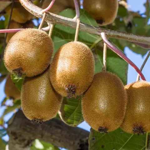 Green light kiwi csemete